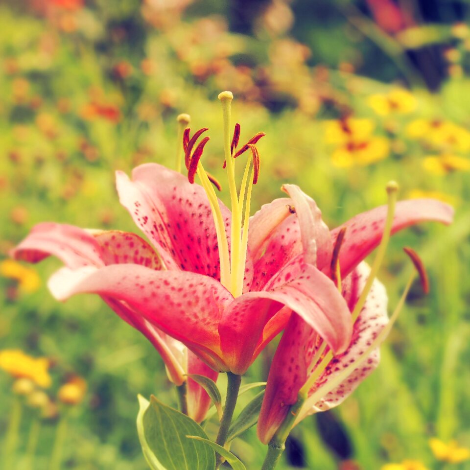 Lily pink stamen pink