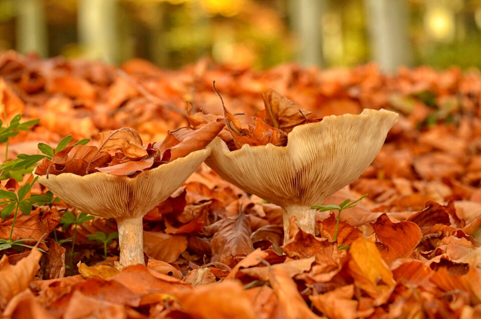 Forest leaves trees