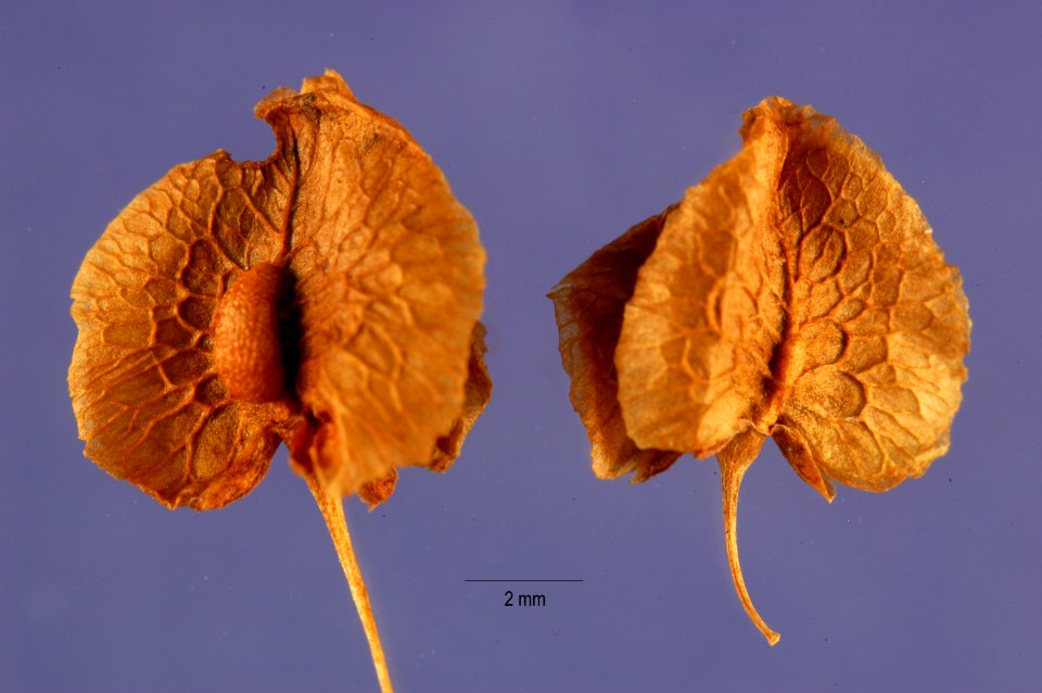 Rumex patientia fruits, rupa5 003 php