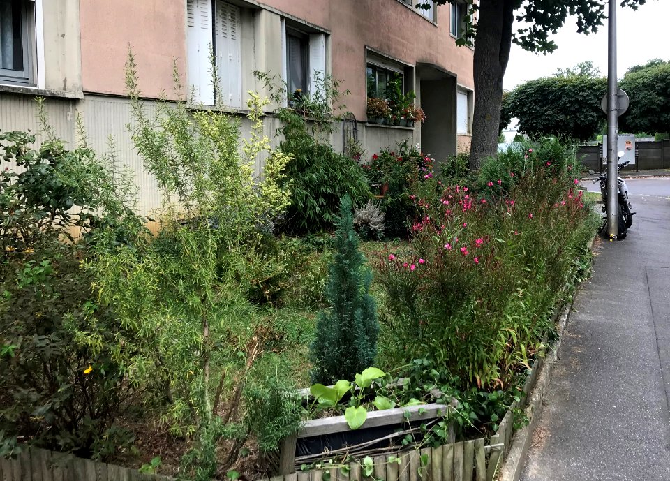 Rue Henri Barbusse, pieds d'immeubles entretenus par un habitant
