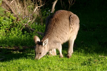 Mammal nature wild photo