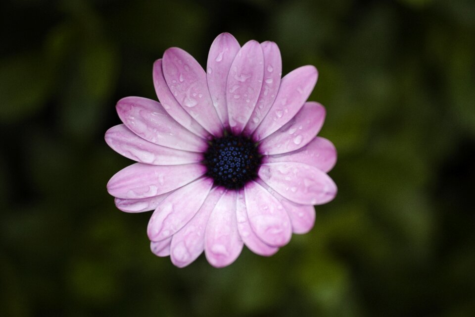 Purple daisies nature flowers