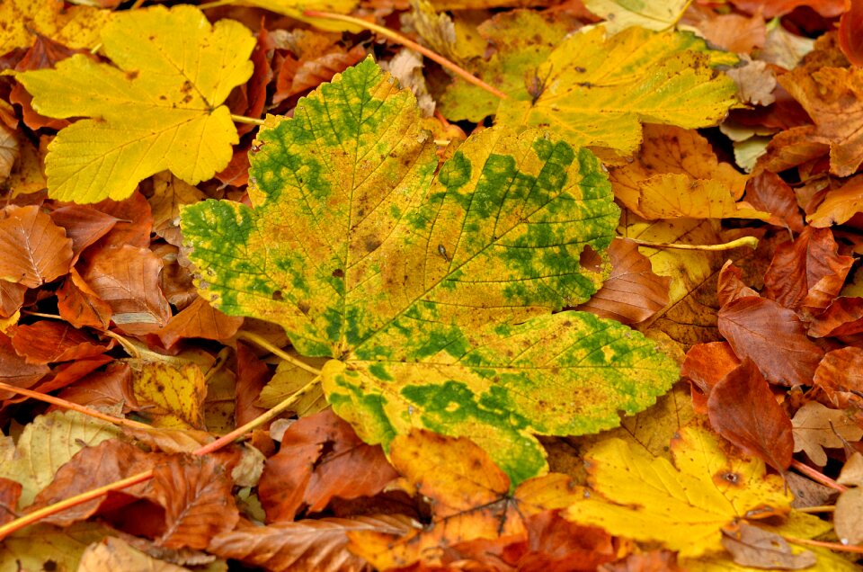 Nature maple garden