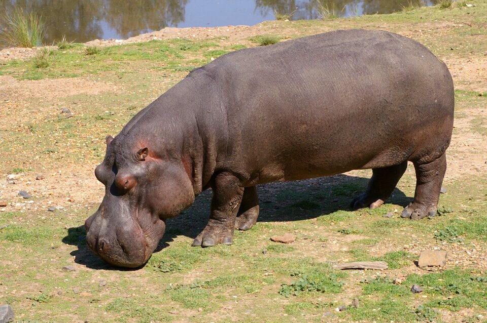 Animal nature africa photo