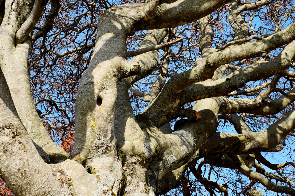 Old tree deciduous tree gnarled