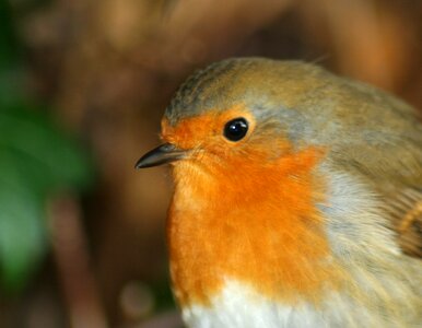 Robin redbreast xmas