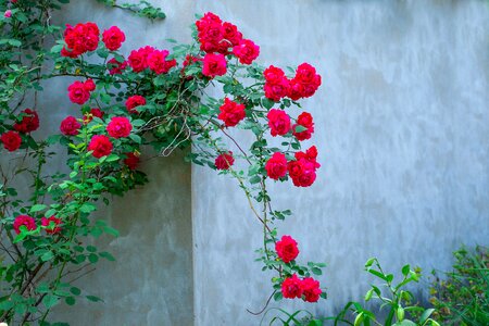 Leaf rose red photo