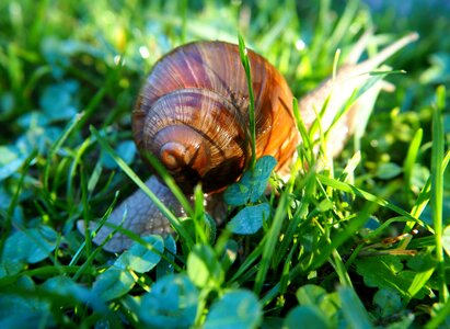 Nature spiral molluscs photo