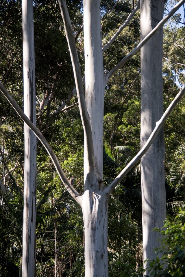 Australia queensland gum trees