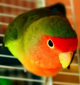 Lovebird animal poultry