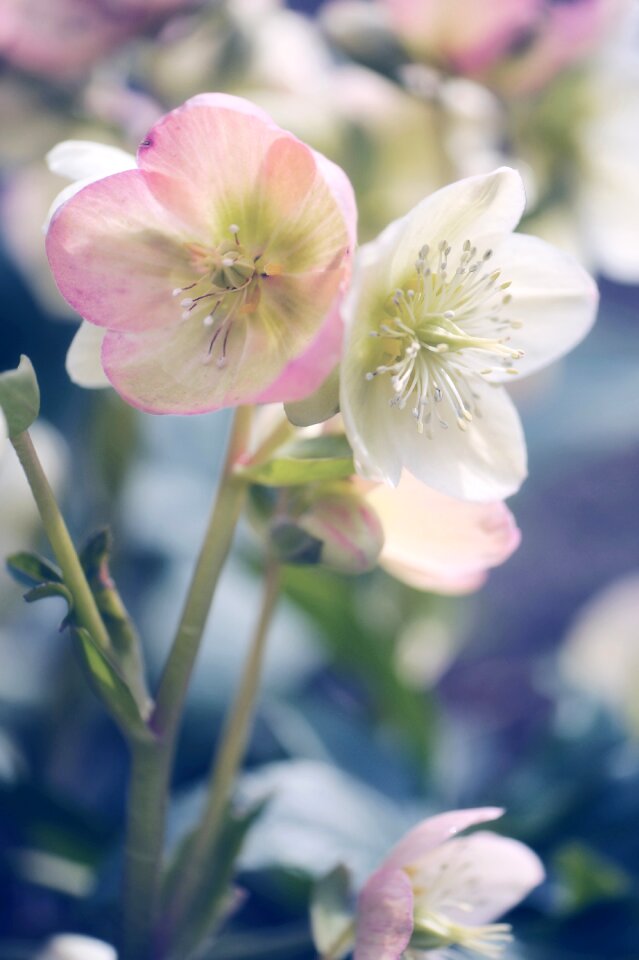 Garden christmas rose flowers