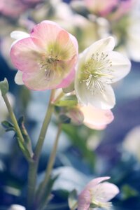 Garden christmas rose flowers