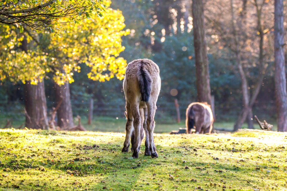 Foal freilebend flock