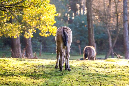 Foal freilebend flock
