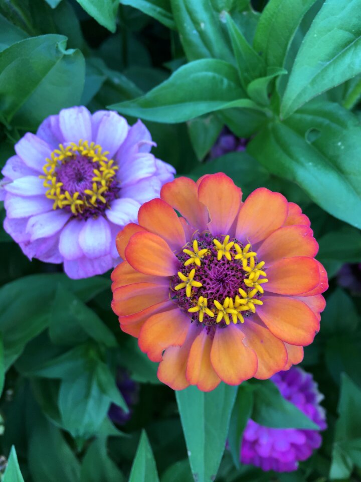 2 flowers orange lavender