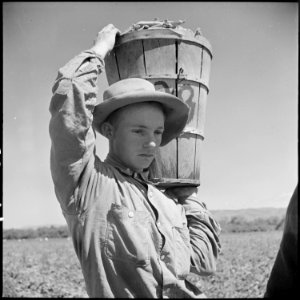 Salinas Valley, Monterey County, California. Piece-time work in peas. Coming in from the field with a full hamper of... - NARA - 532155 photo