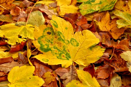 Nature maple garden
