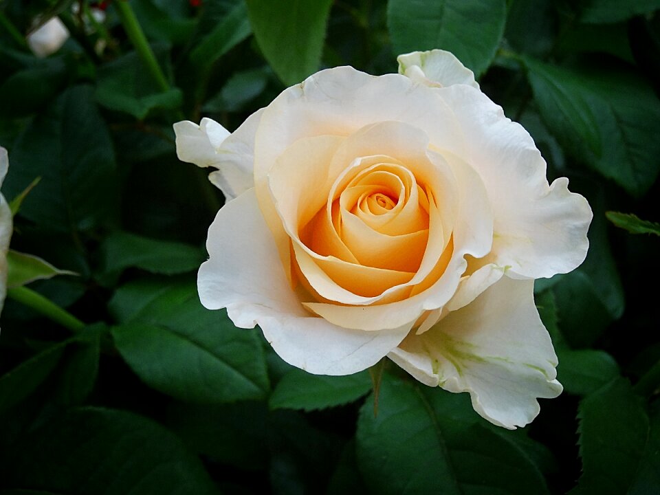 Rose bloom blossom bloom