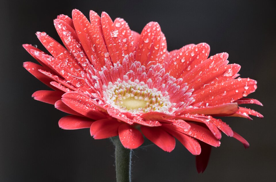 Flowers blossom nature
