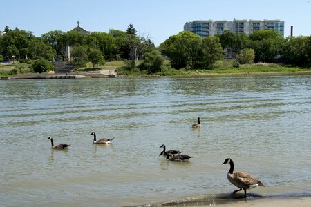 Bird red river winnipeg photo