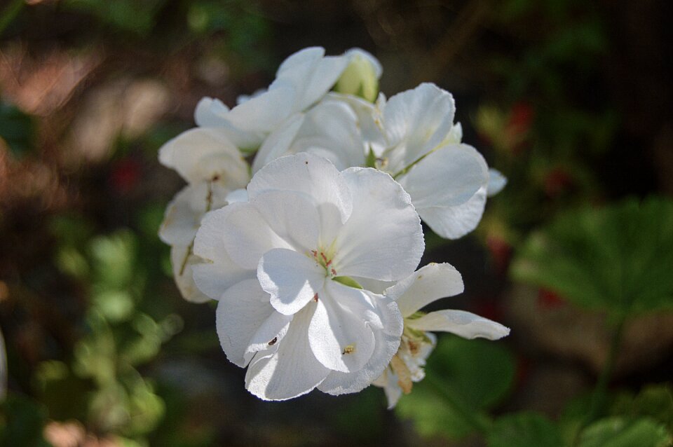 White flowers geraneo flowers