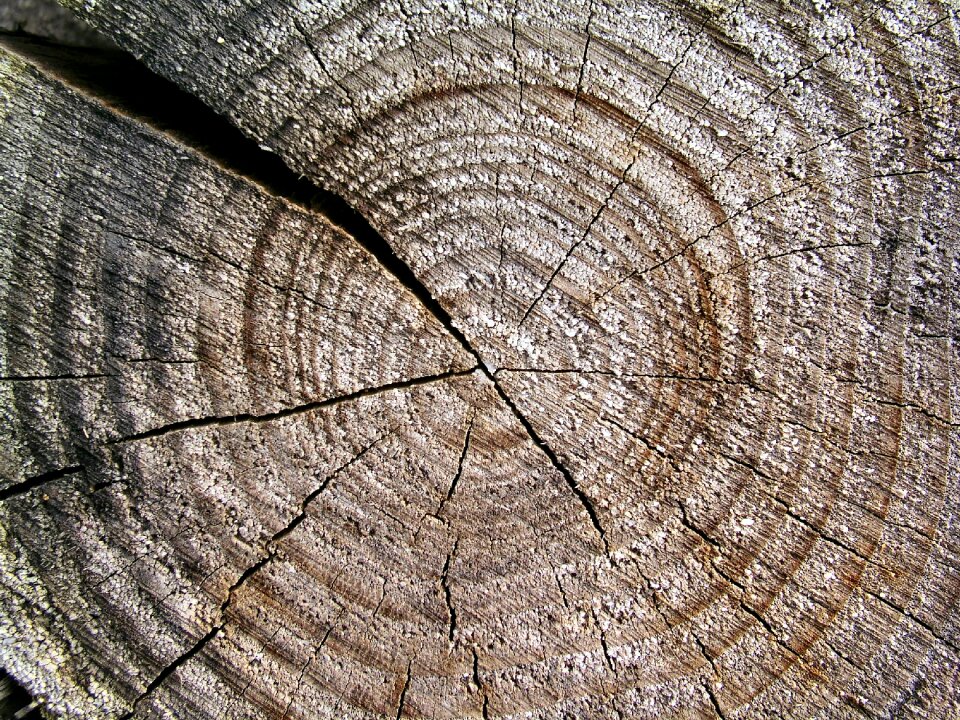 Trunk texture background