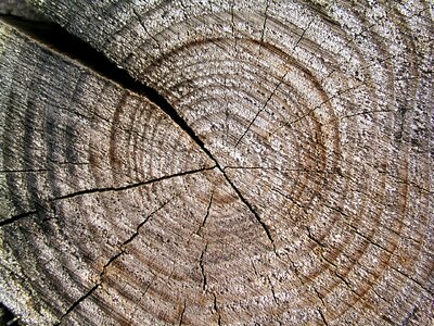 Trunk texture background