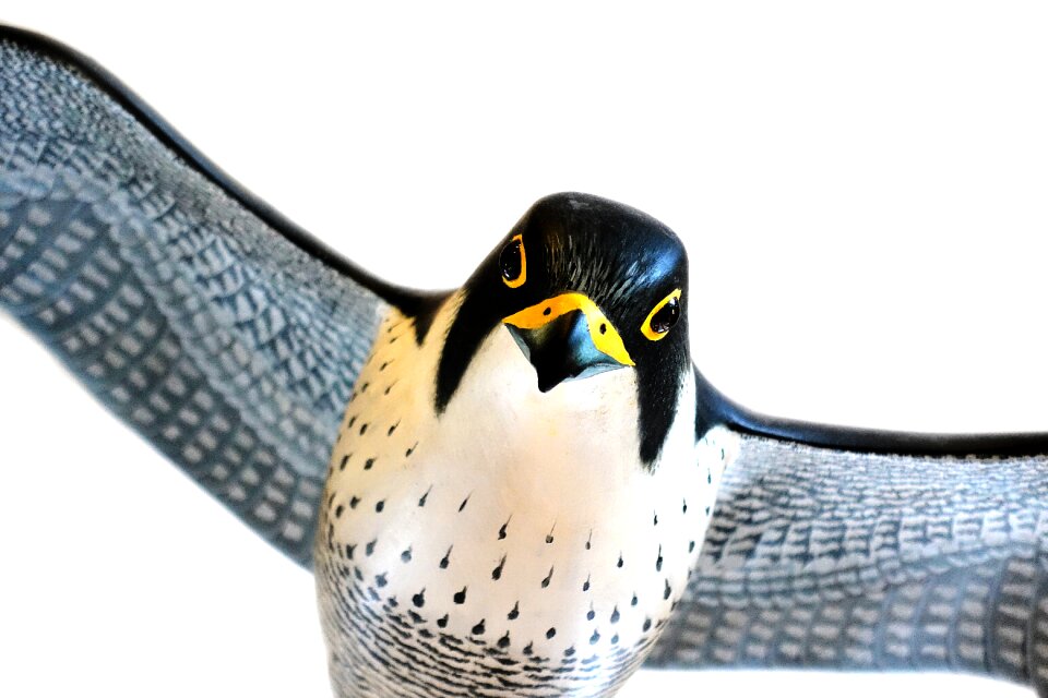 Model falco peregrinus