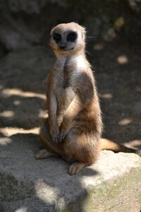 Zoo mammal keep an eye out