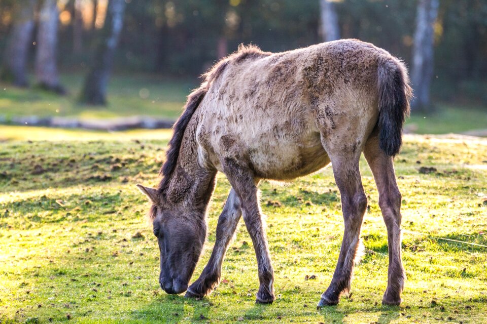 Horse foal freilebend
