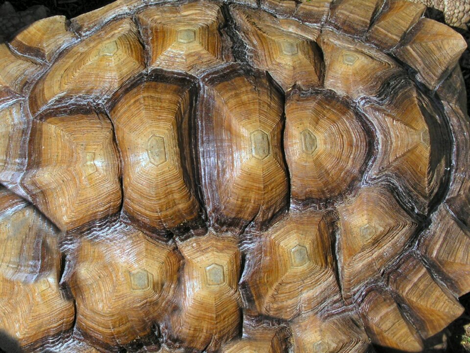 Shell tortoise texture