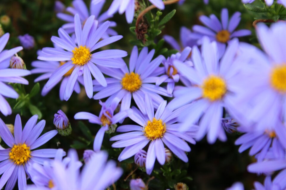 Garden flower purple