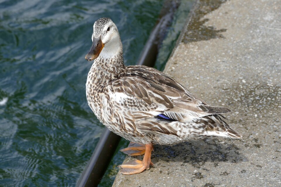 Animal world animal duck