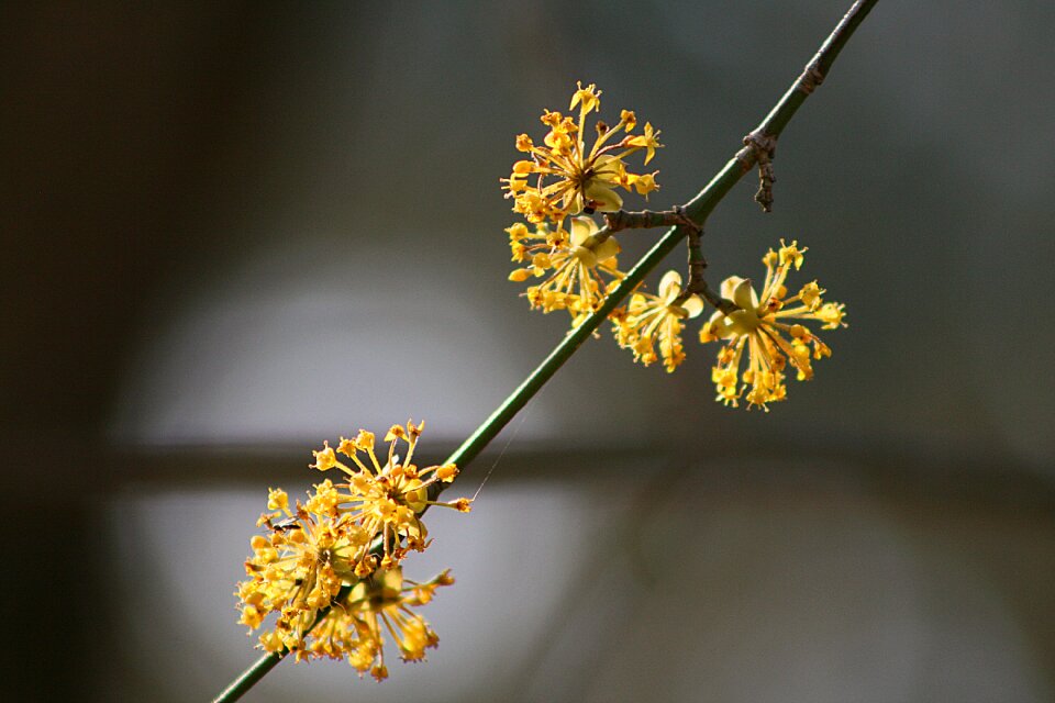 Plant growth flowers