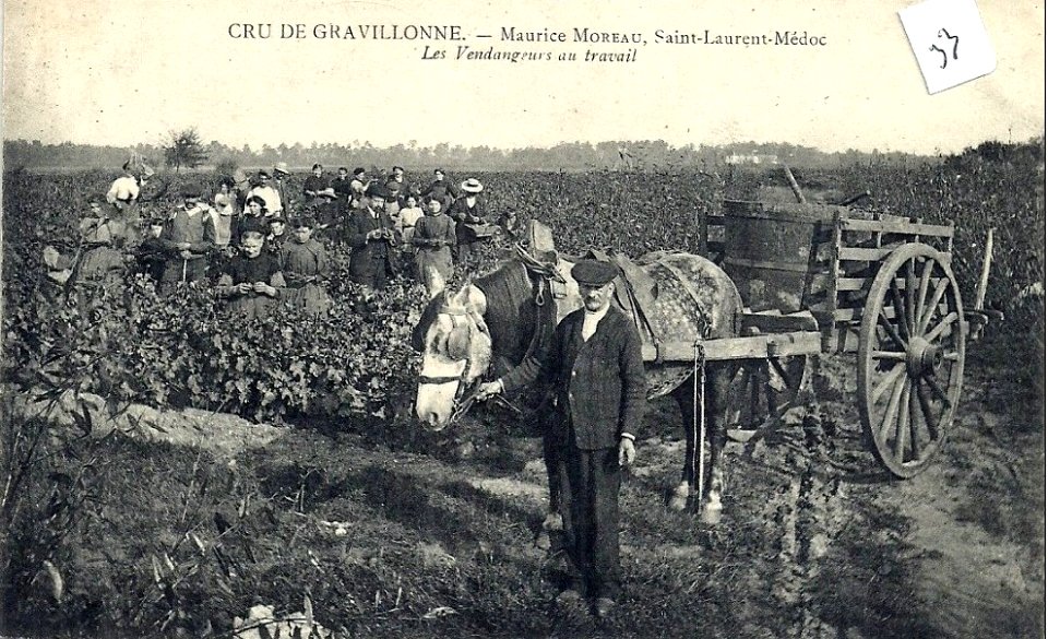 Saint-Laurent-Médoc - vendangeurs