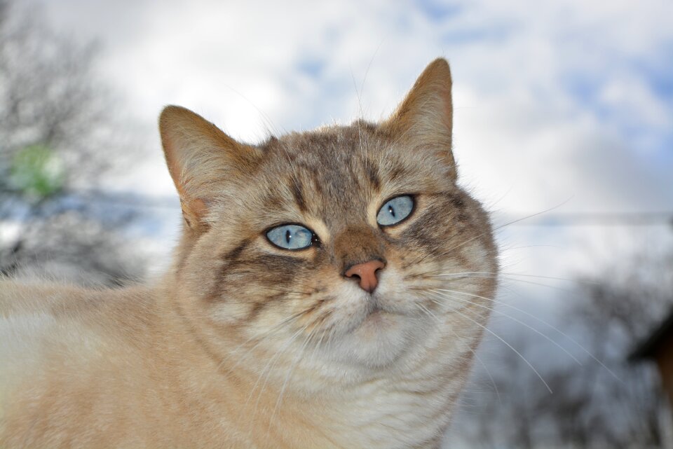 Blue eyes domestic animal mammal