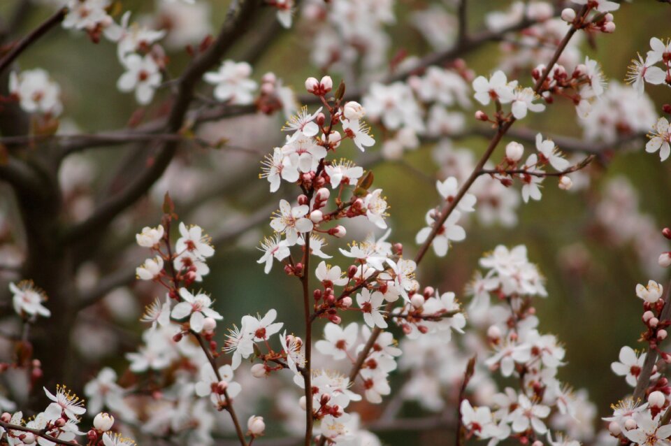 Season nature blooming