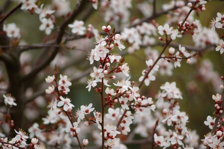 Season nature blooming