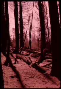 Scene-within-the-section-of-the-burn-area-known-as-granite-fire-this-part-of-the-territory-has-not-yet-been-logged-september-1973 7006965356 o