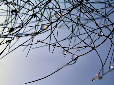 Grass nature blue rain photo