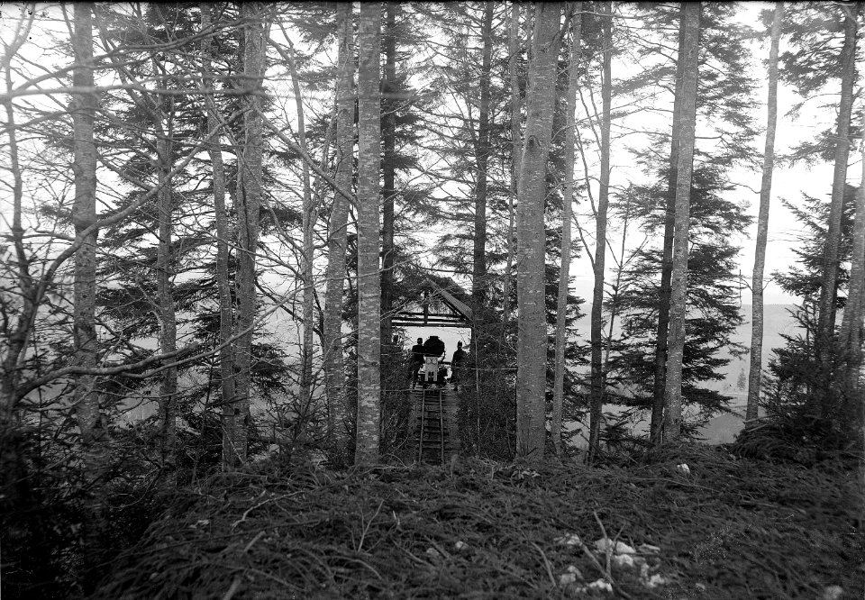 Scheinwerferanlage im Wald - CH-BAR - 3236850