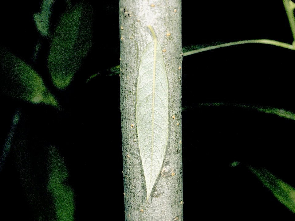 Salix sericea NRCS-1
