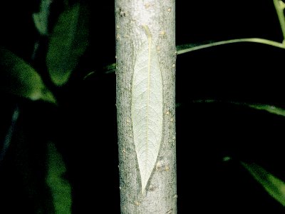 Salix sericea NRCS-1