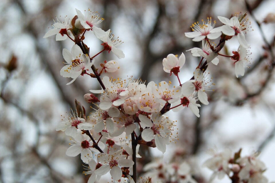 Season nature blooming