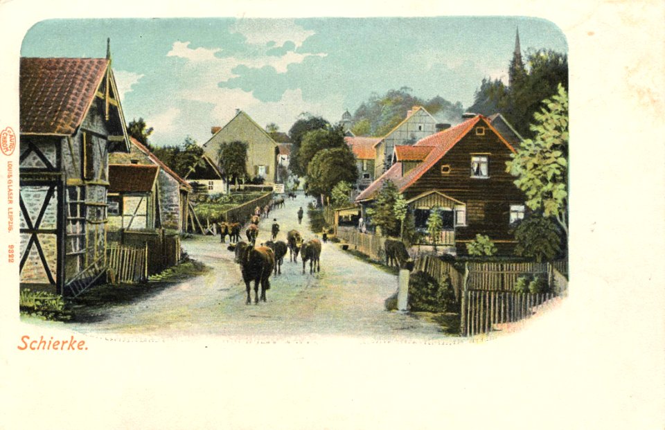 Schierke (Harz), Sachsen-Anhalt - Straßenansicht mit Kuhherde (Zeno Ansichtskarten)