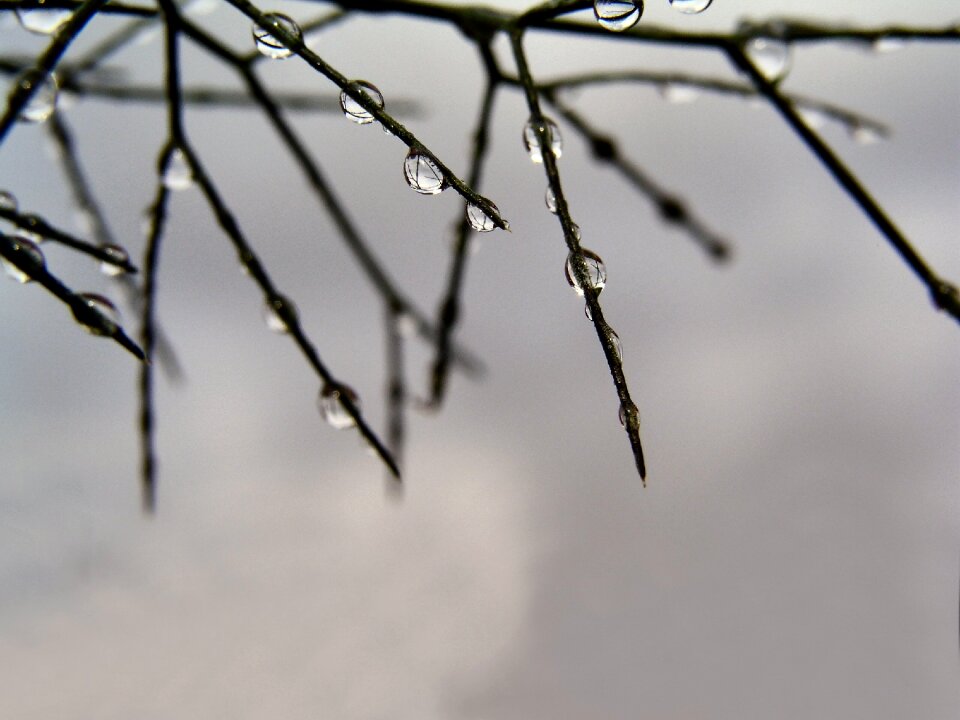 Nature gray rain gray grass