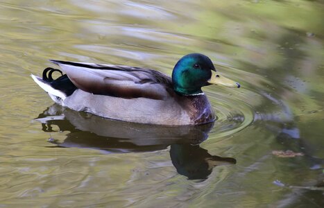 Poultry waters nature