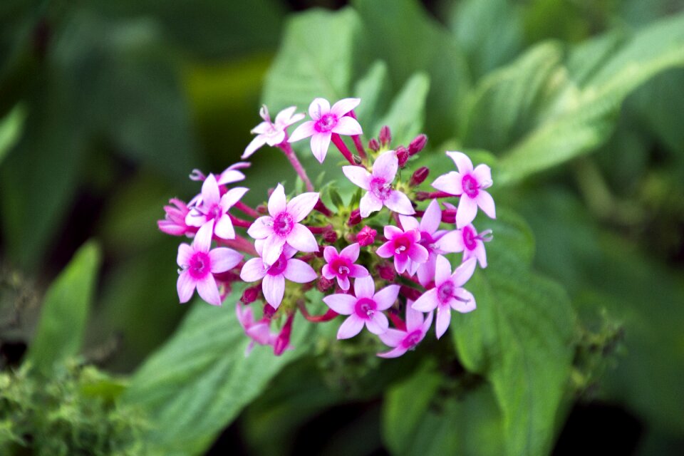 Flowers plant spring