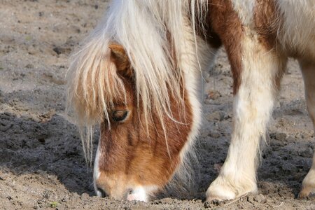 Nature horse mammal
