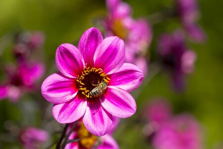 Flower dahlia garden dahlia flower